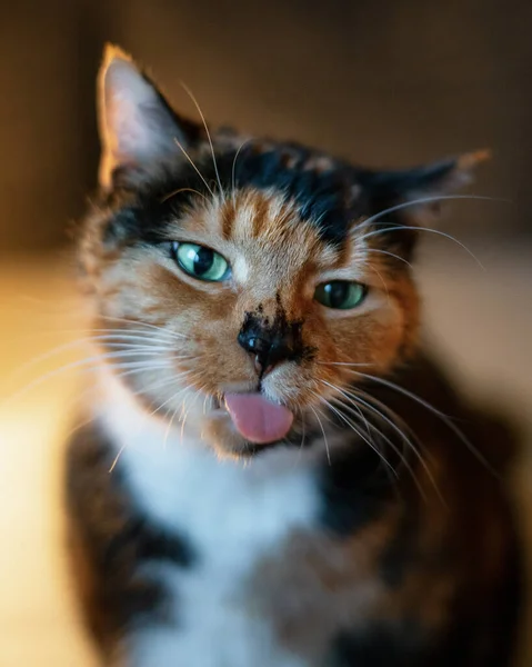 Πορτραίτο Μιας Χαριτωμένης Ριγέ Γάτας Πράσινα Μάτια — Φωτογραφία Αρχείου
