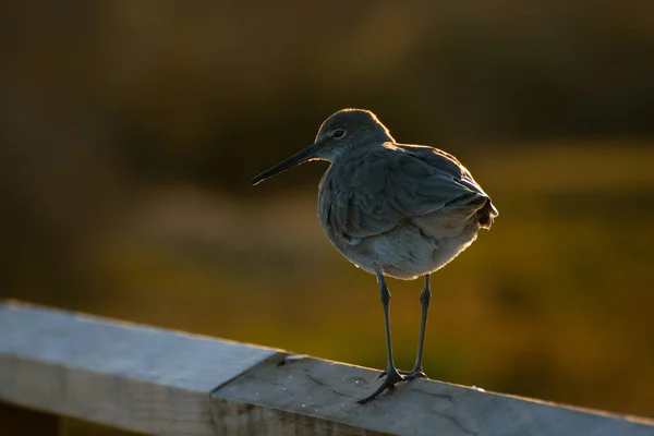 Een Close Shot Van Een Vogel — Stockfoto