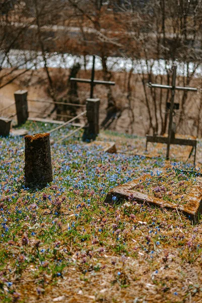 Een Prachtig Uitzicht Wilde Blauwe Bloemen Nabij Begraafplaats — Stockfoto