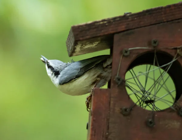 Tiro Seletivo Foco Nuthatch Eurasian Empoleirado Sua Pequena Casa Madeira — Fotografia de Stock