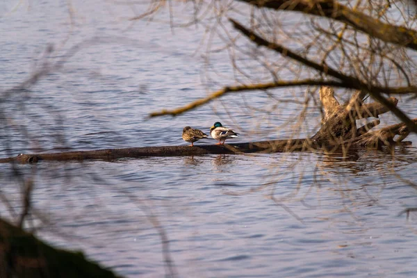 在树枝上的水面上 一只漂亮的两只野鸭在一根木头上拍了照 — 图库照片