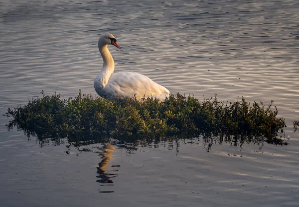 Ένα Κοντινό Πλάνο Του Λευκού Swal Στο Γρασίδι Στο Νερό — Φωτογραφία Αρχείου