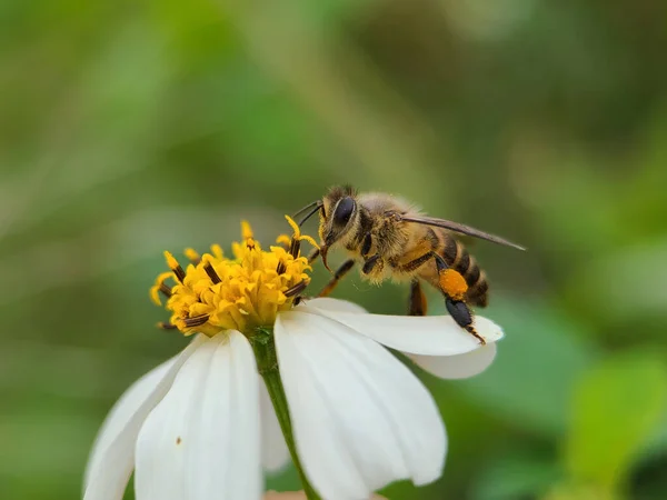 Uno Scatto Selettivo Ape Che Raccoglie Polline — Foto Stock