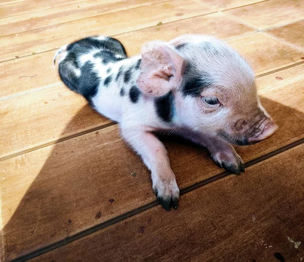 Miniature Pig Lying Wooden Floor Sunlight — Stock Photo, Image