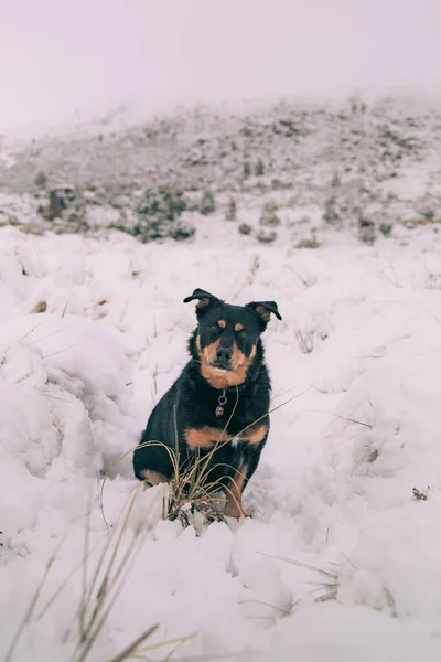 冬の日に白い雪の地面に座っているロトウィラー犬の美しいショット — ストック写真