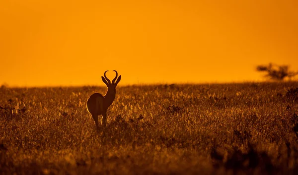Silhuett Springbok Antidorcas Marsupialis Savanna Vid Solnedgången Namibia — Stockfoto