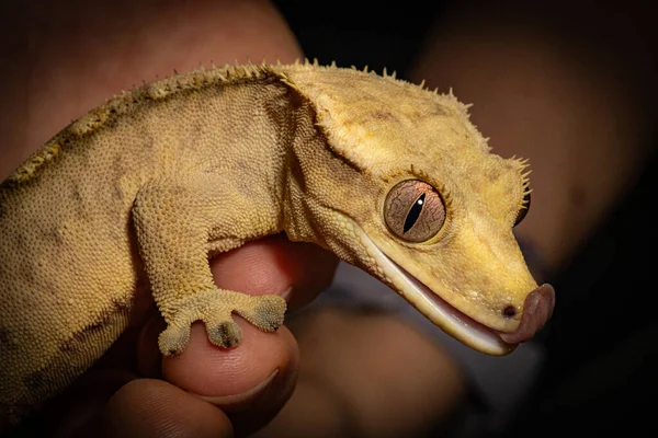 Closeup Shot Baby Gargoyle Gecko — Stock Photo, Image