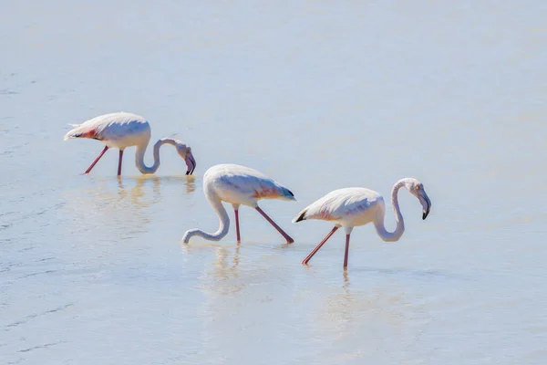 Grupp Vackra Flamingos Som Dricker Vatten Från Sjö Solig Dag — Stockfoto
