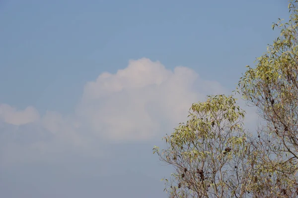 Gyönyörű Kilátás Nyílik Egy Fára Őszi Levelekkel Felhős Égen Háttér — Stock Fotó
