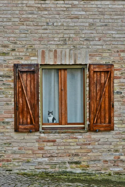 Een Kat Die Uit Het Raam Van Een Huis Civitanova — Stockfoto