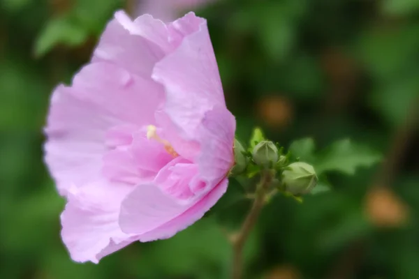 Крупный План Розовый Цветок Выделенный Зеленом Фоне Природы — стоковое фото