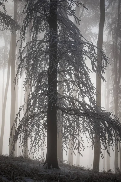 Uma Vista Vertical Abeto Coberto Neve Floresta Dia Nebuloso — Fotografia de Stock
