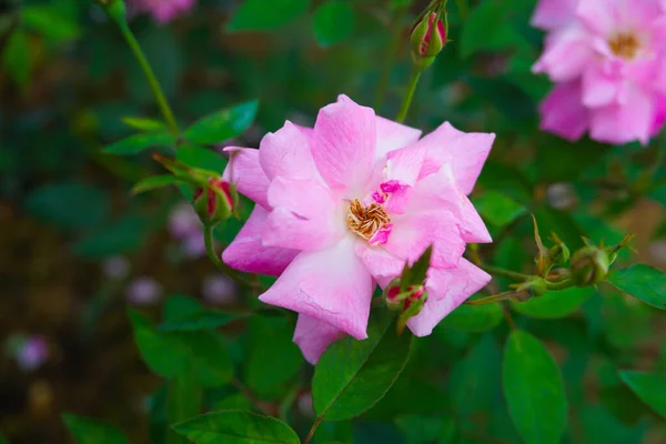 Ένα Κοντινό Πλάνο Ενός Ροζ Τριαντάφυλλου Rosa Θολή Φόντο — Φωτογραφία Αρχείου