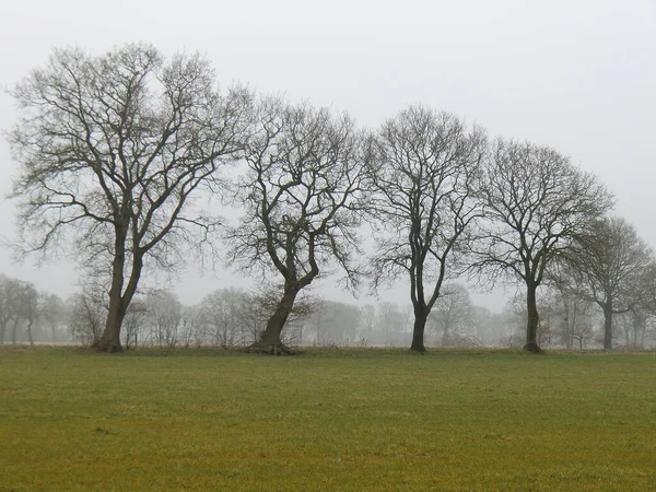 德国东弗里斯兰的一个雾蒙蒙的荒野里 一幅幅树木和树群的剪影 — 图库照片