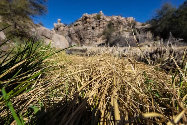 Prescott Arizona Abd Deki Watson Gölü Nde Kurumuş Çimlerin Yakın — Stok fotoğraf