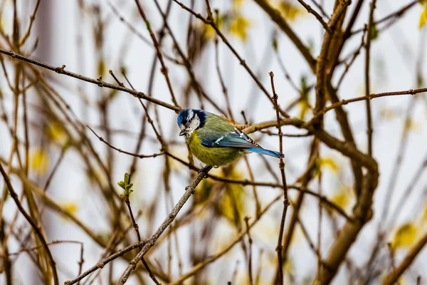 Beautiful Great Tit Bird Perching Bushes Blurred Background — Stockfoto