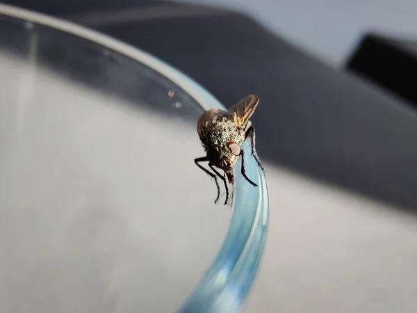 A closeup shot of a small fruit fly on a glass rim