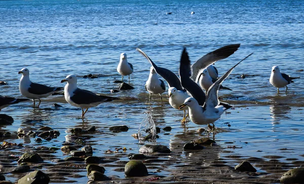 Seagulls Rocky Shore — Stock Photo, Image