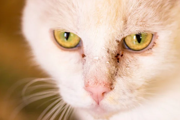 Eine Schöne Weiße Langhaarige Katze Mit Rosa Nase Und Großen — Stockfoto