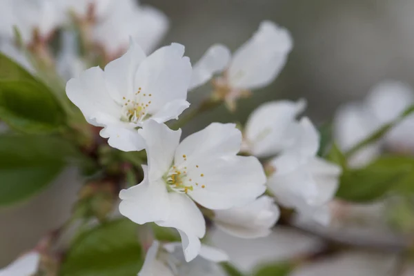 開花したリンゴの木の花の閉鎖 — ストック写真