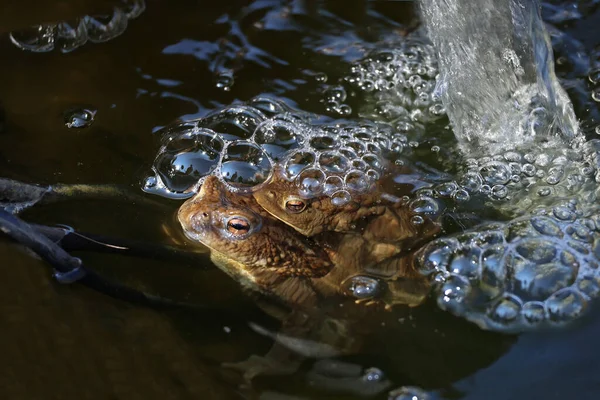 Closeup Toads Breeding Season Pond — Stock Photo, Image