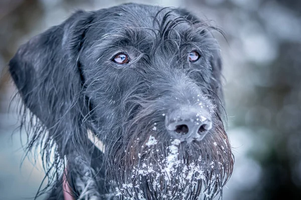 Detailní Záběr Tvář Německého Drátěného Psa Čelistmi Pokrytými Sněhem — Stock fotografie