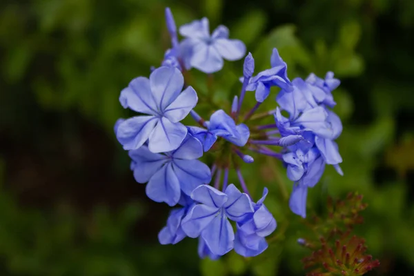 Top Shot Plumbago Flower Blurry Background — Stock Photo, Image