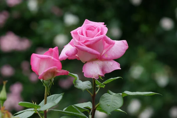 Closeup Beautiful Rose Park — Stock Photo, Image