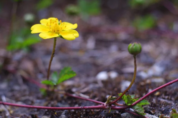 Plan Rapproché Une Asclépiade Fleurissant Dans Jardin — Photo