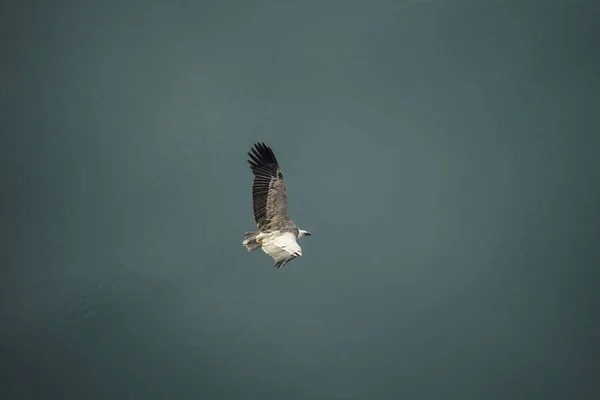 Uma Vista Panorâmica Uma Águia Voando Acima Água Azul Com — Fotografia de Stock