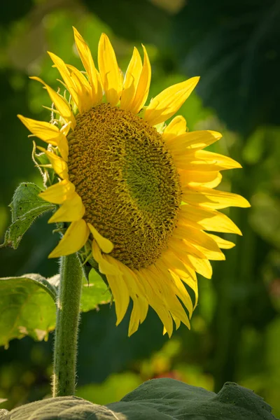 Detailní Záběr Slunečnice Zahradě Jasném Slunečním Světle Rozmazaným Pozadím — Stock fotografie