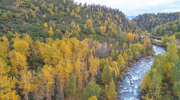 昼間の野生の風景の中に秋の木々に囲まれた川の空中ショット — ストック写真