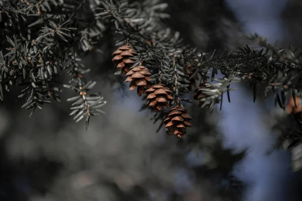 Shallow Focus Shot Pine Cones Branch — Stock Photo, Image