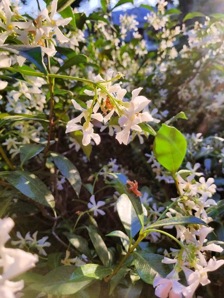 The vertical shot of a white jasmine plant flower with sunshine on it