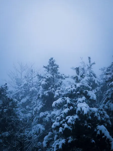 Prachtige Dennenbomen Bedekt Met Sneeuw Het Bos Een Bewolkte Dag — Stockfoto