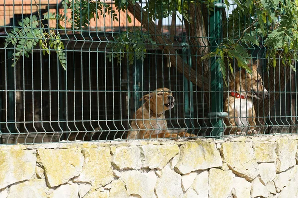 Δύο Σκυλιά Του Δρόμου Πίσω Από Μεταλλικό Φράχτη Ενός Πάρκου — Φωτογραφία Αρχείου