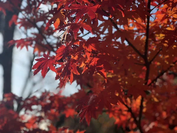 木の枝に紅葉のクローズアップがあります — ストック写真