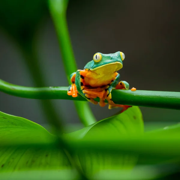 Primer Plano Una Rana Tigre Una Planta Verde Parque Nacional —  Fotos de Stock