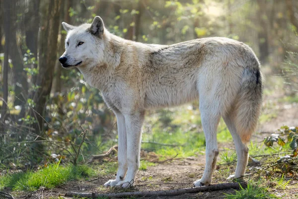 Een Prachtig Shot Van Een Toendra Wolf Het Woud — Stockfoto