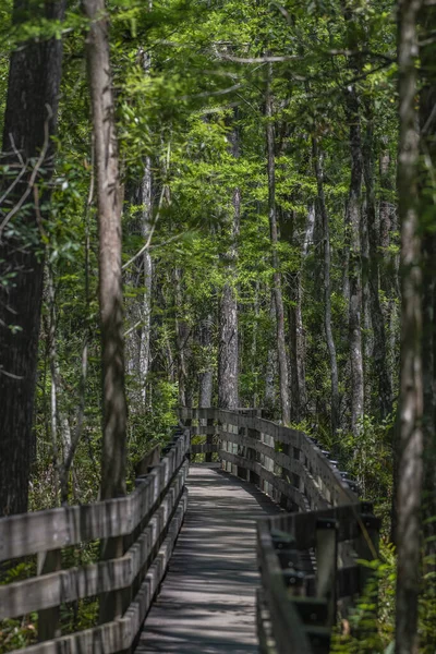 Plano Vertical Estrecho Sendero Madera Través Los Árboles Bosque — Foto de Stock