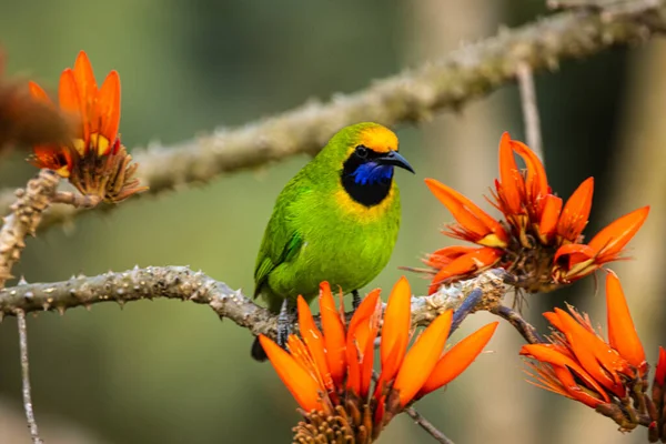 Une Vue Panoramique Grand Oiseau Feuillage Vert Perché Sur Une — Photo