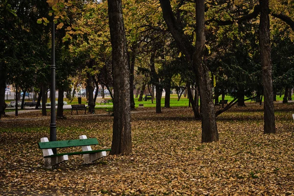 Eine Schöne Aufnahme Von Bunten Bäumen Mit Umgefallenen Blättern Und — Stockfoto
