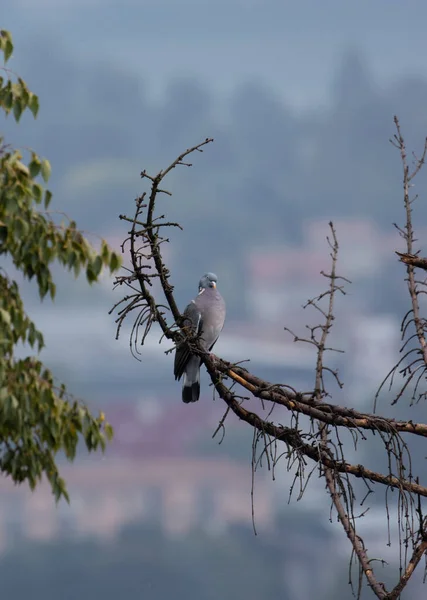 Eine Schöne Graue Taube Steht Auf Einem Kleinen Blattlosen Ast — Stockfoto