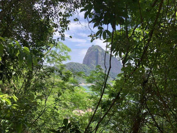 Een Prachtig Uitzicht Berg Suikerbrood Het Atlantische Woud Rio Janeiro — Stockfoto