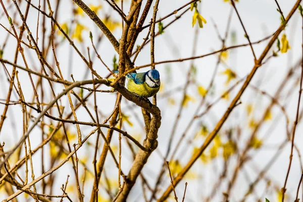 Beautiful Great Tit Bird Perching Bushes Blurred Background — 图库照片