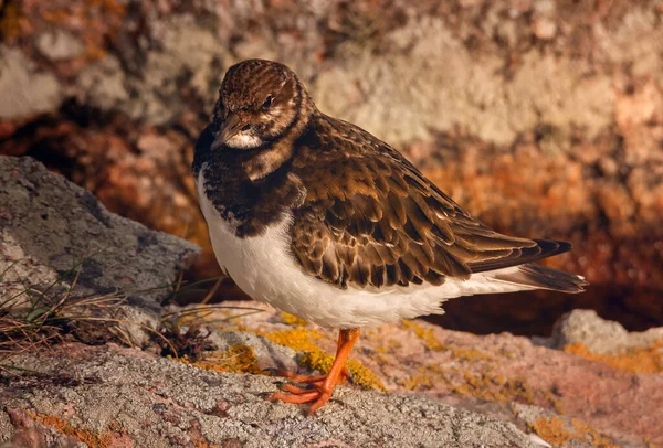 岩の上の灰色の鳥のクローズアップは — ストック写真