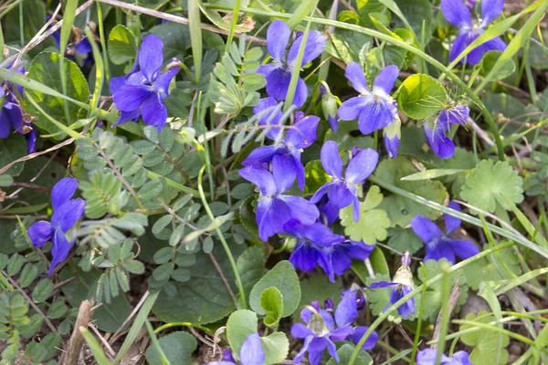 Violet Çiçeklerinin Baharın Başlarında Doğal Ortamlarında Açtığı Yakın Plan Bir — Stok fotoğraf