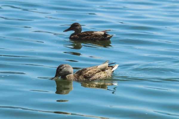 Beautiful Shot Two Wild Ducks Mallard Swimming Calm Water Alserio — Stock Photo, Image