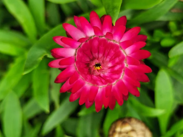 Een Closeup Van Een Eeuwigdurende Bloem Met Roze Bloemblaadjes Onder — Stockfoto