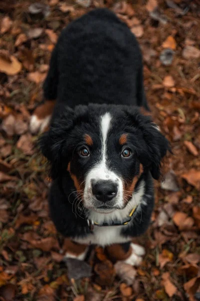 Вертикальный Снимок Бернской Горной Собаки Стоящей Осенней Листве Смотрящей Камеру — стоковое фото